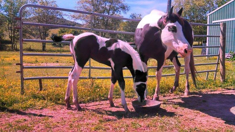 Paint Foals For Sale